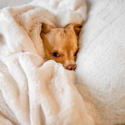 A brown puppy wrapped up in a white fluffy blanket
